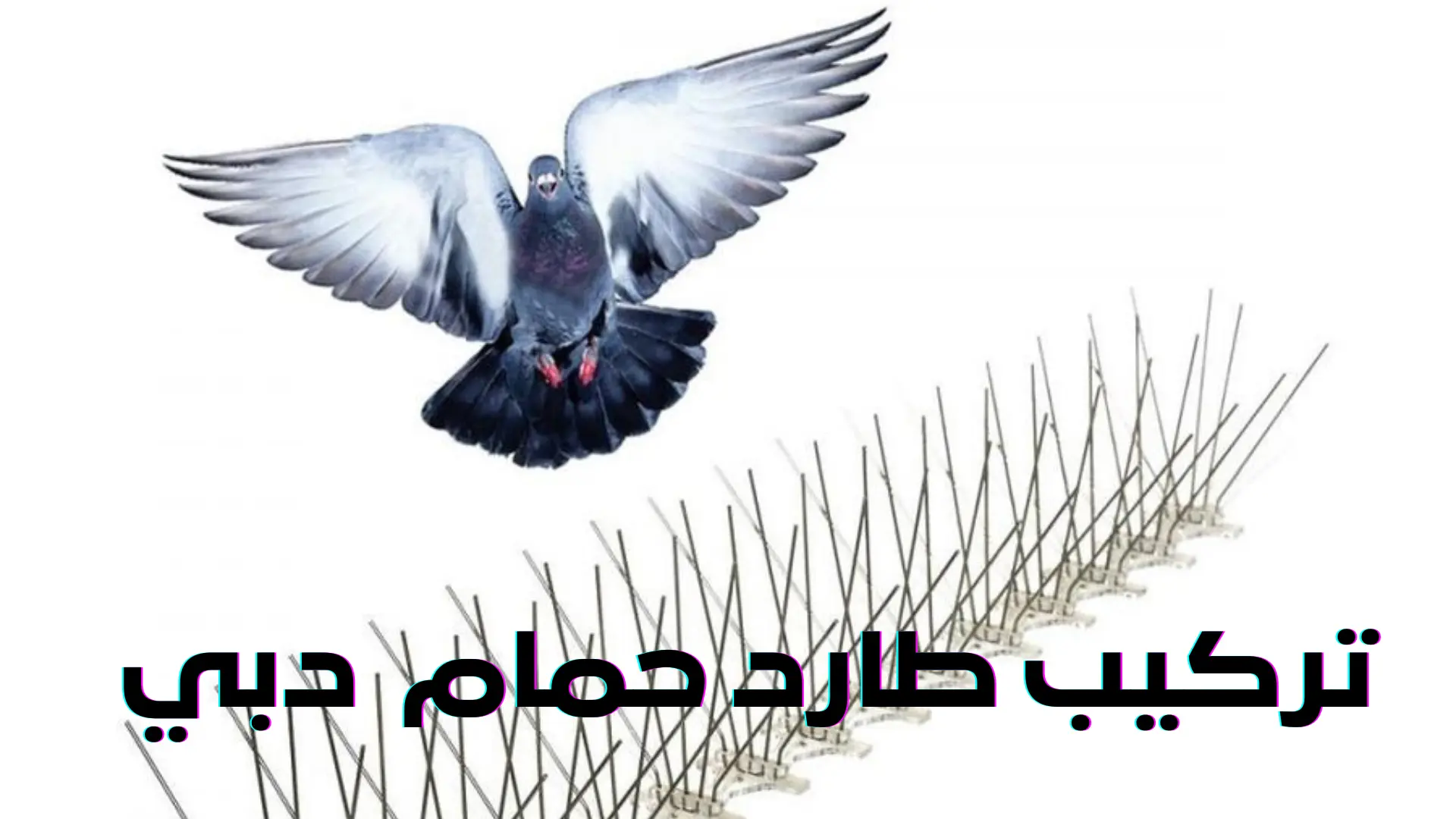 تركيب طارد حمام دبي (1)