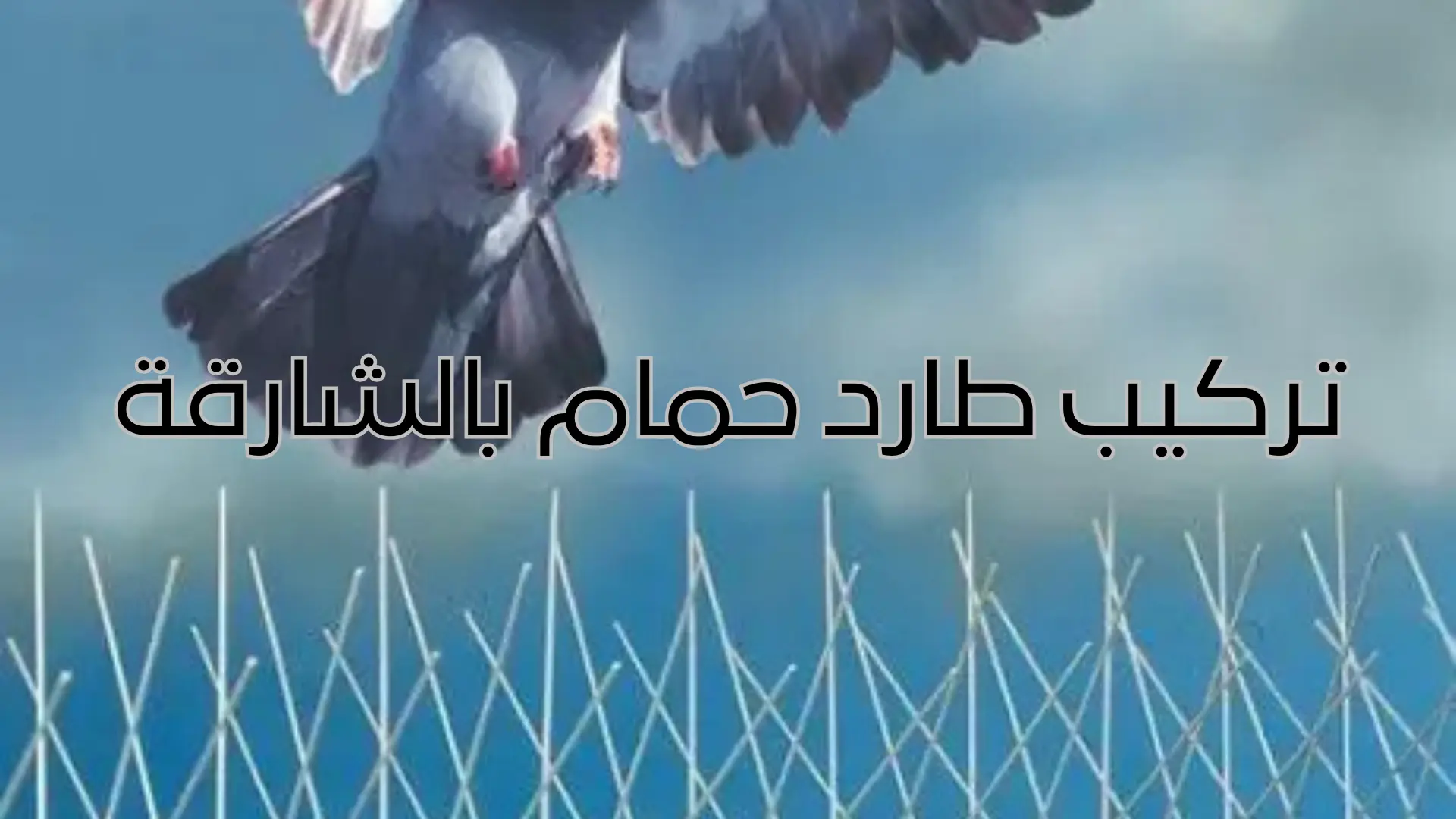 تركيب طارد حمام بالشارقة (1)