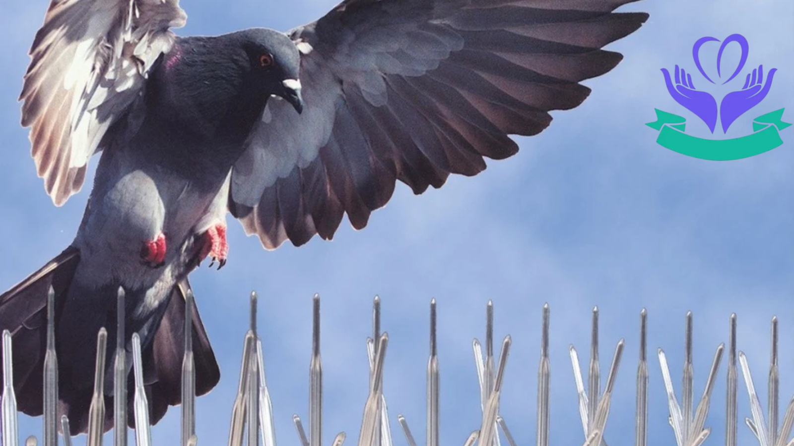 تركيب طاردحمام أم القيوين (1)