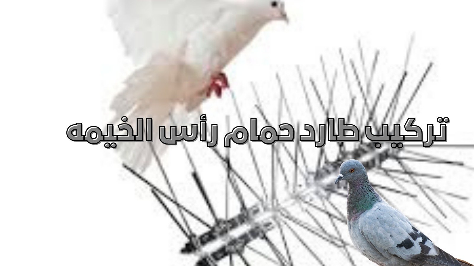 تركيب طارد حمام رأس الخيمة