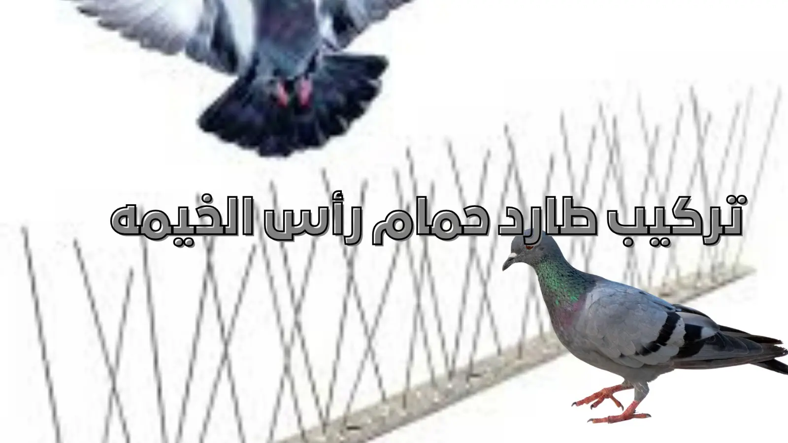 تركيب طارد حمام رأس الخيمة